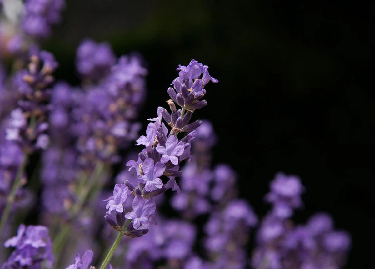 Vi bruger æteriske olier
